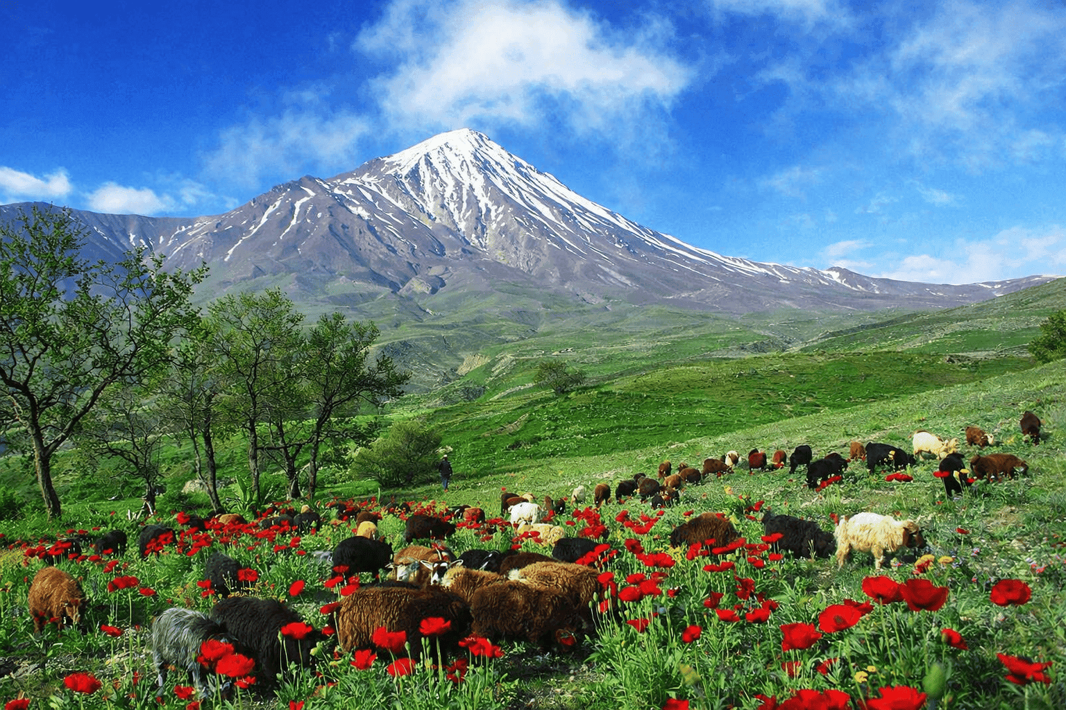 Wevoa product preview